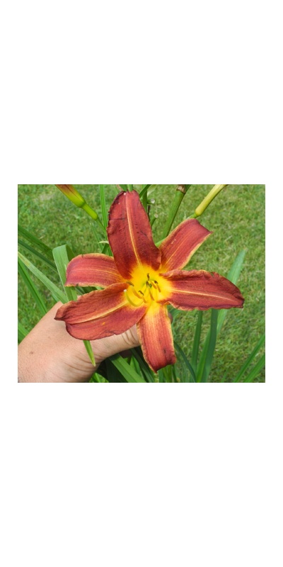 daylilies: 39-34-2014