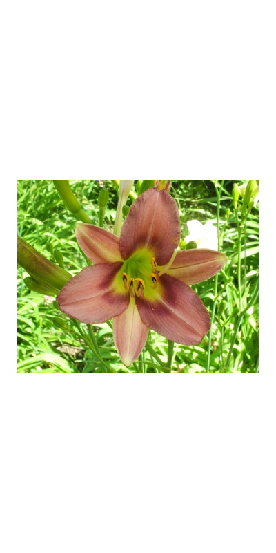 daylilies: 29-34-2014
