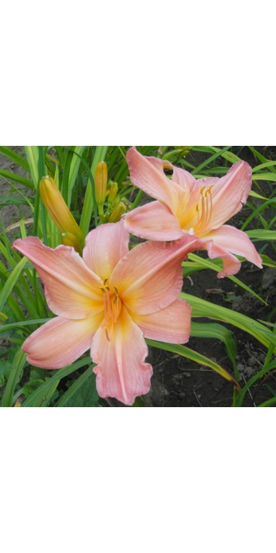 daylilies: 23-34-2014