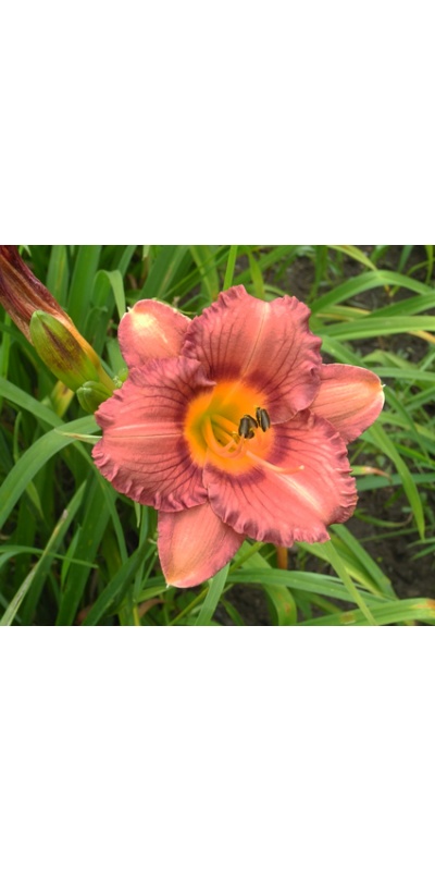 daylilies: 05-12