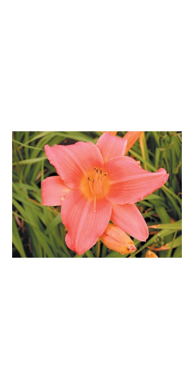 daylilies: ELEANOR (VT)