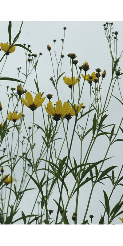 daylilies: Seedling Coreopsis tripteris