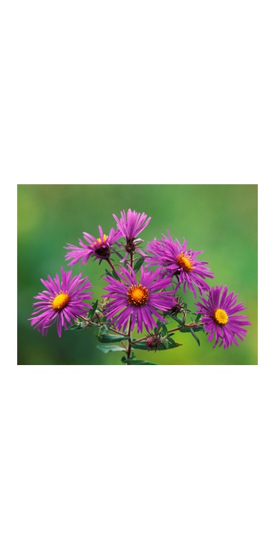daylilies: Field NE Aster