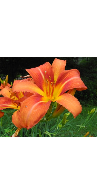 daylilies: 34-13
