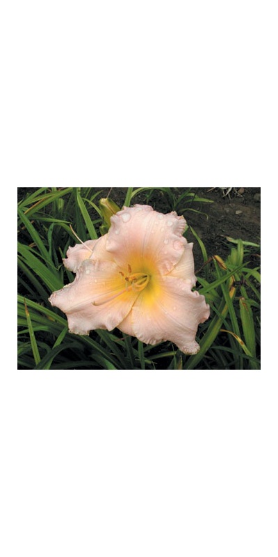 daylilies: ALLENHURST BLUSH