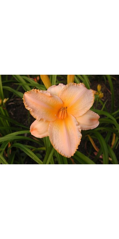 daylilies: ETCHED IN GOLD