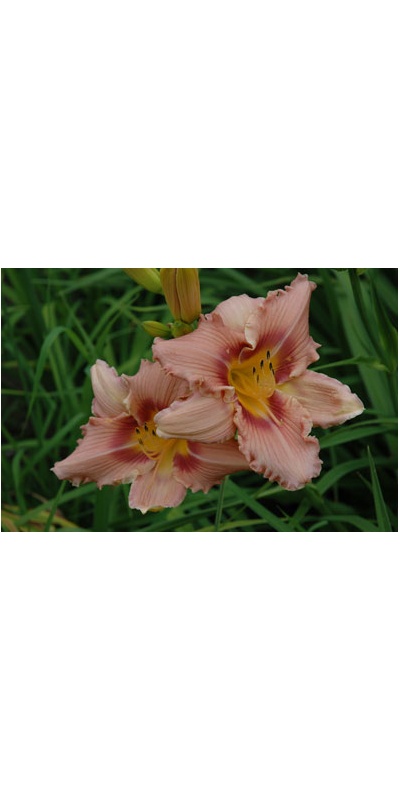 daylilies: EYED BEAUTY