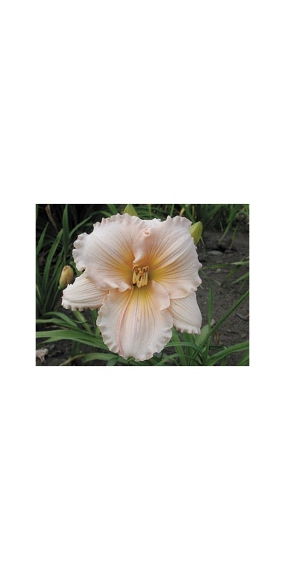 daylilies: FAIRY TALE PINK