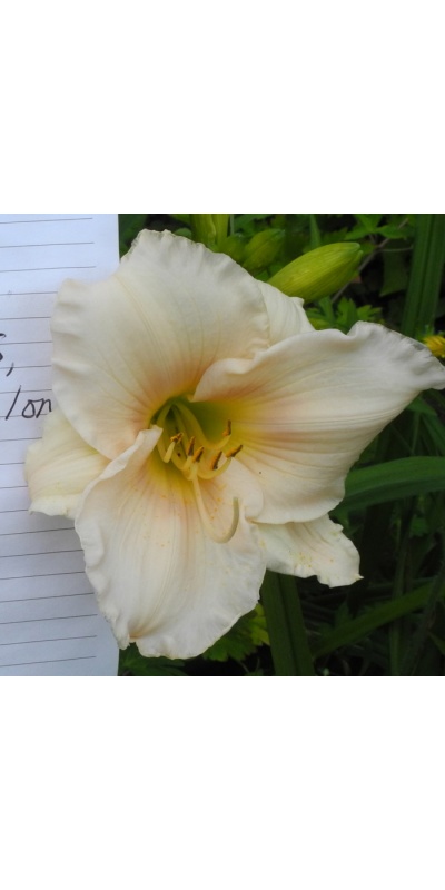 daylilies: 25-34-2014 (VT)