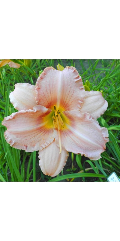 daylilies: 3-7-2016
