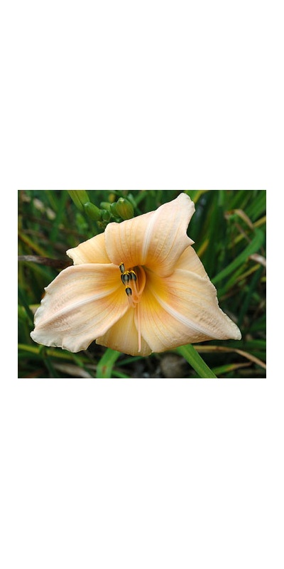 daylilies: FALL PINK MELON (VT)