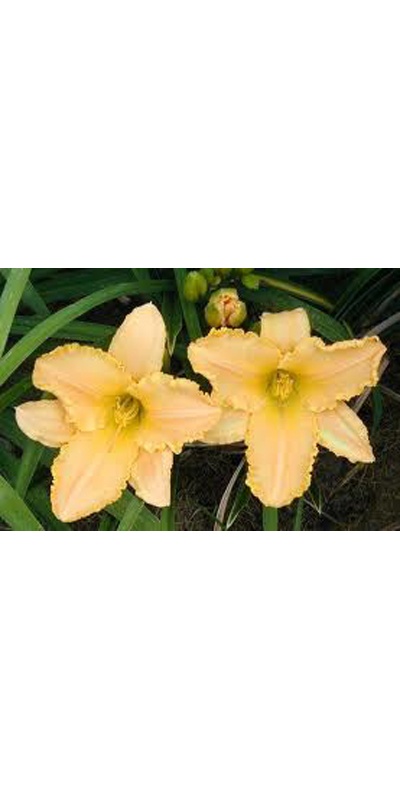 daylilies: ANGEL'S DELIGHT