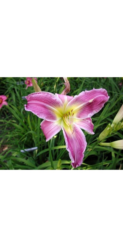 daylilies: FLUTTERBYE