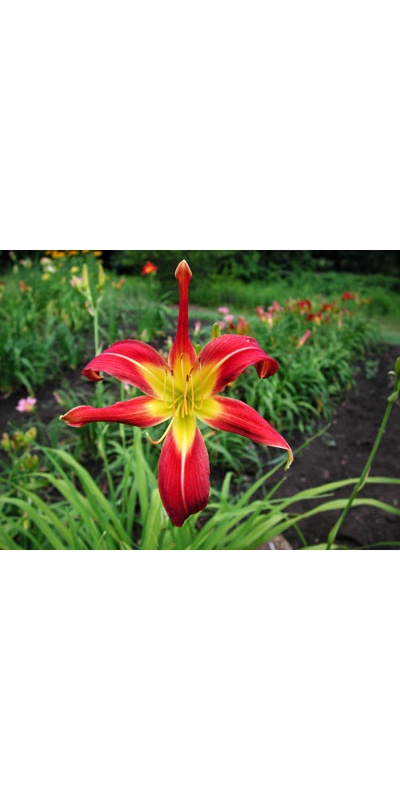daylilies: FLYCATCHER