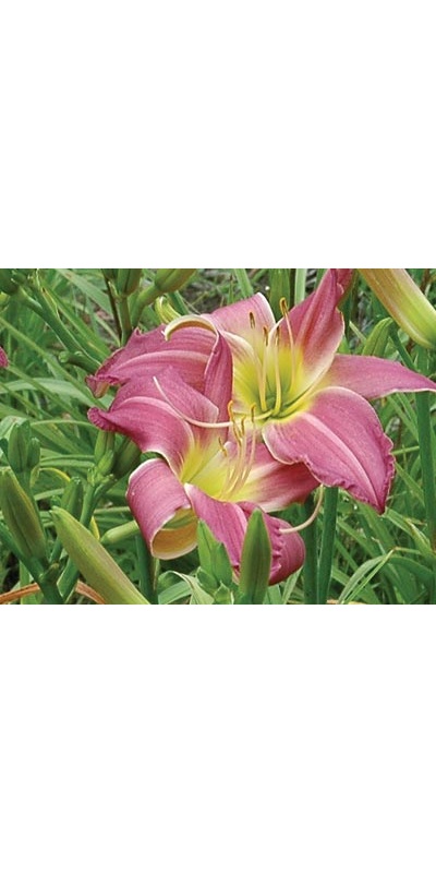 daylilies: FONDLY KIN (VT)