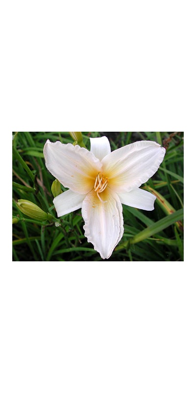 daylilies: ANGLES OF WHITE (VT)
