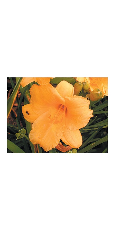 daylilies: FOREVER STELLA