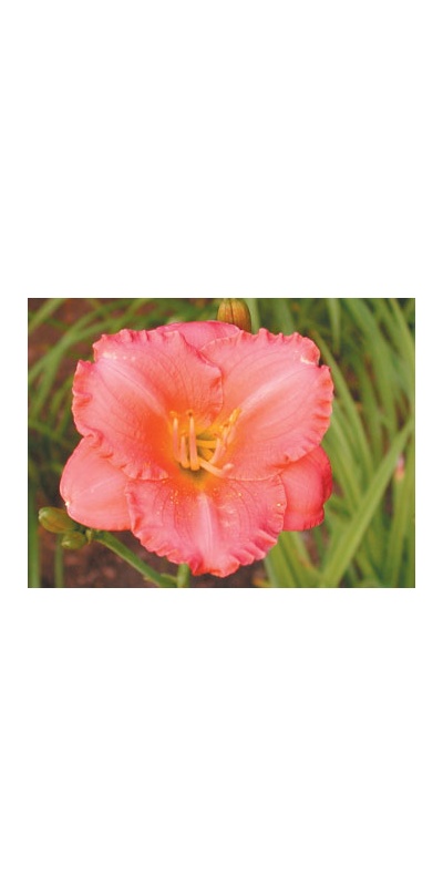 daylilies: FRESH AIR
