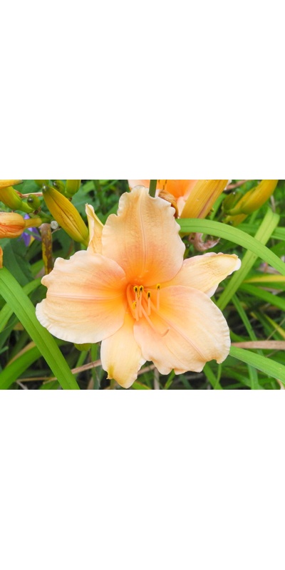 daylilies: ANNIE WELSH NOT (special late)