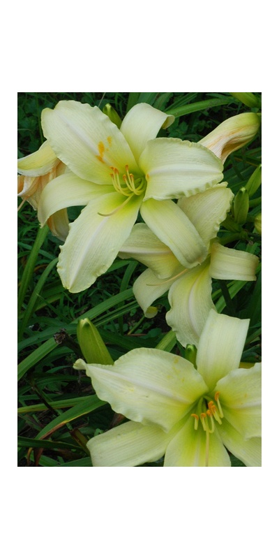 daylilies: GIANT NEAR WHITE
