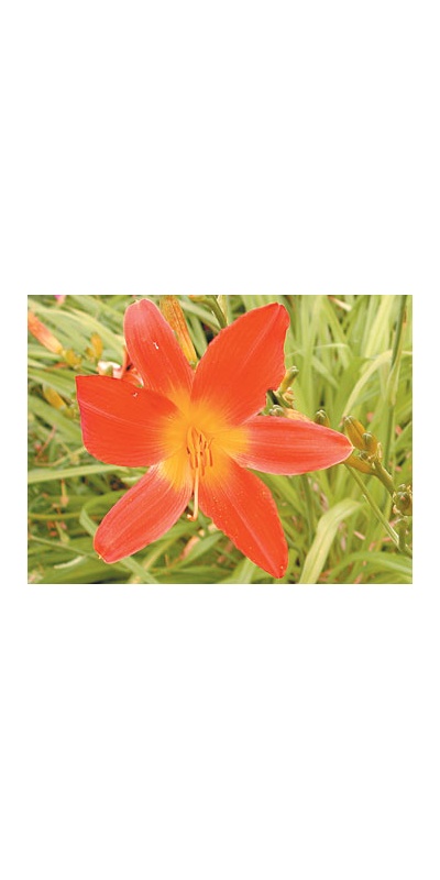 daylilies: GUSTO