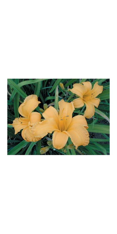 daylilies: GWYNETH (VT)