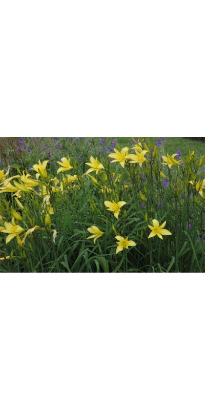 daylilies: H. citrina