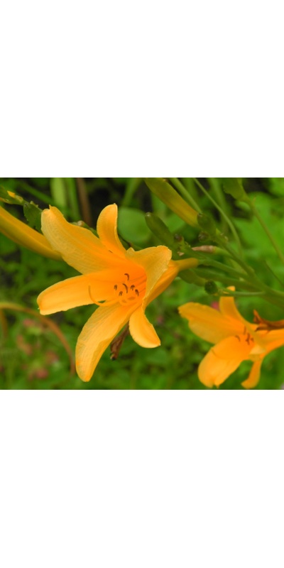 daylilies: H. coreana