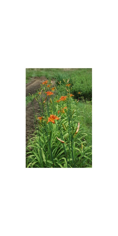 daylilies: H. fulva (fertile form)