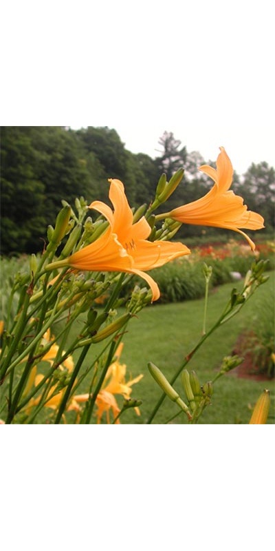 daylilies: H. hakunensis
