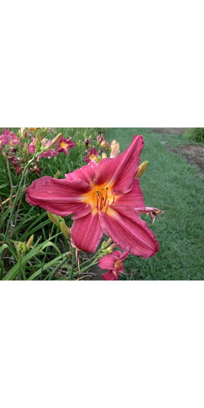 daylilies: HIGH POINT (VT)