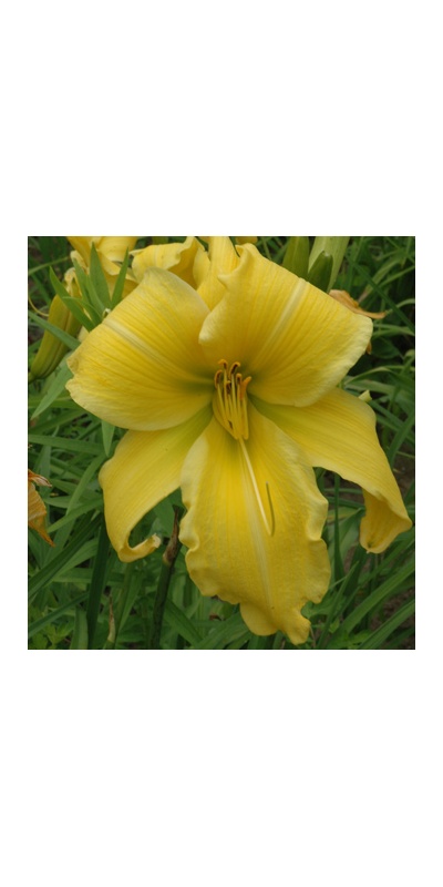 daylilies: HUGE YELLOW (VT)