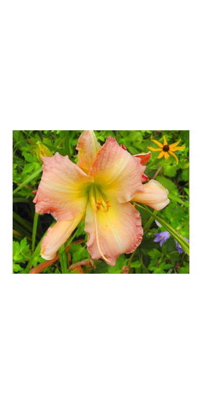daylilies: HURRICANE EDUARD (VT)