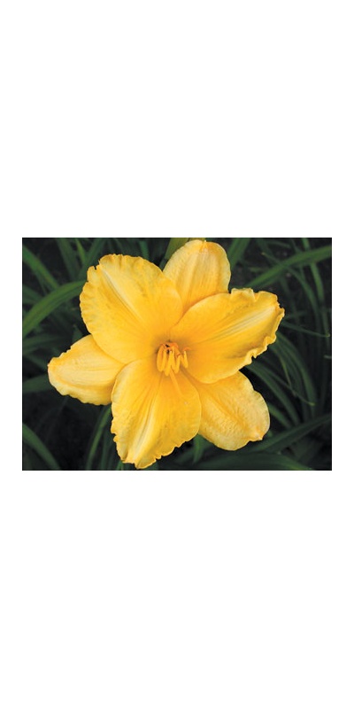daylilies: IDA MILES