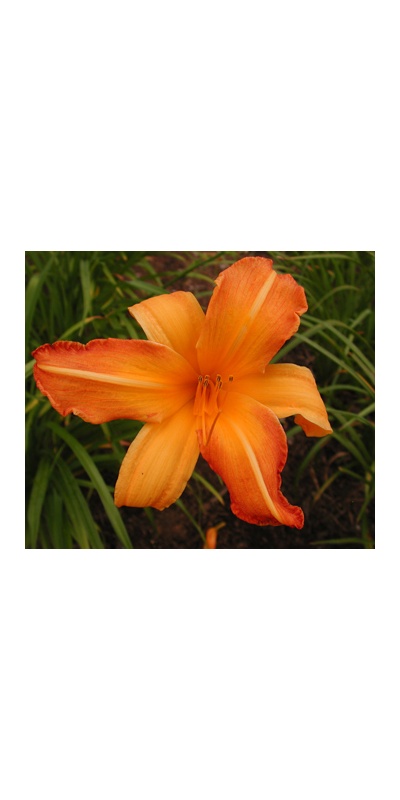 daylilies: INVICTUS