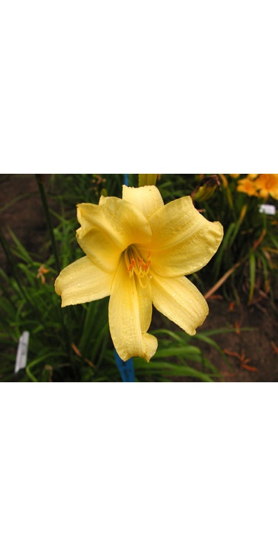daylilies: IVORY CHALICE