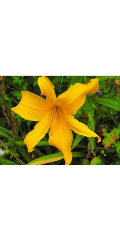 daylilies: JERSEY SPIDER