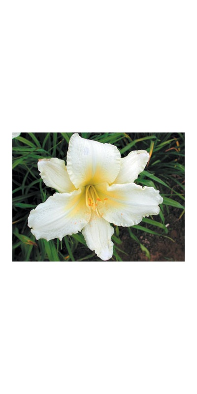 daylilies: JOHN RUSS