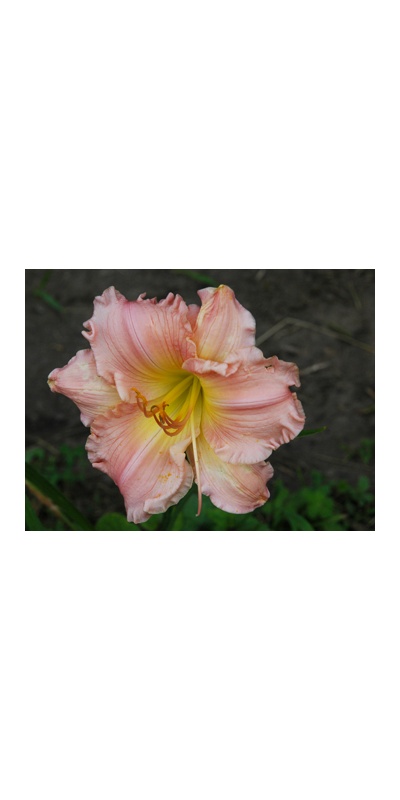 daylilies: JOYLENE NICOLETTE