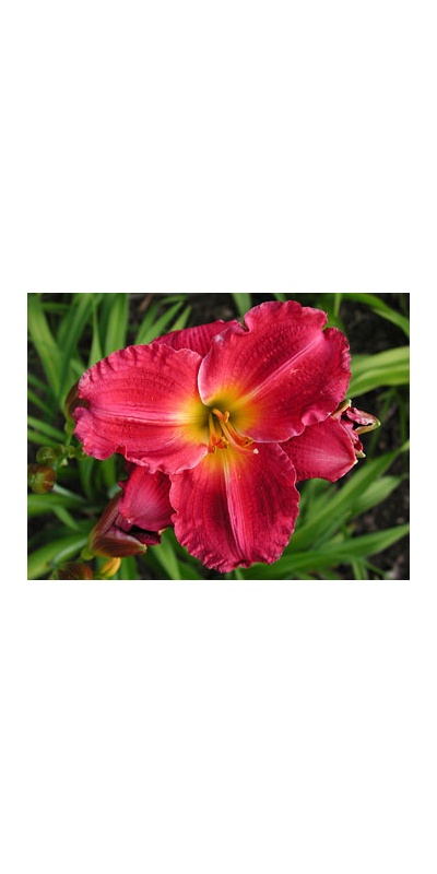 daylilies: JUENE TOM