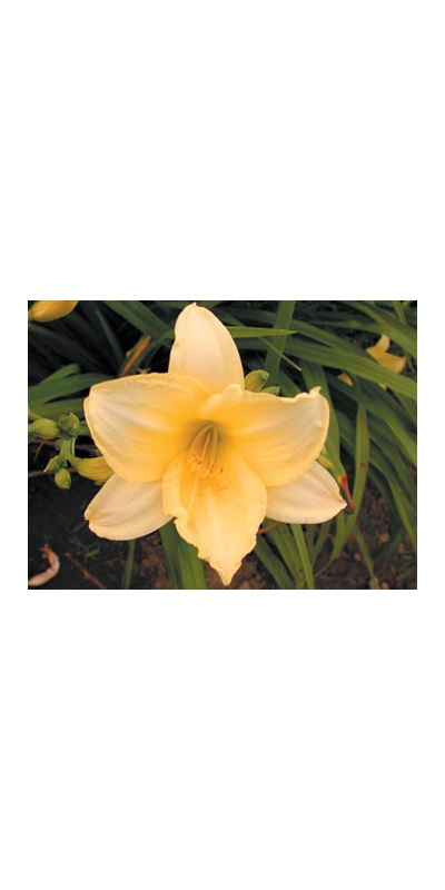 daylilies: JUNIOR TRUMPET (WI)