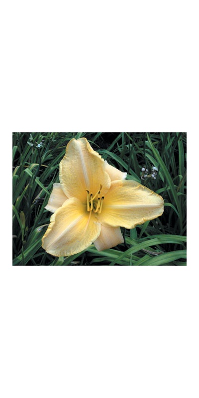 daylilies: LACY LUCY (VT)