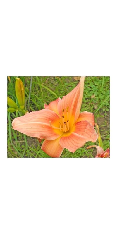 daylilies: LARGE ROSE (VT)