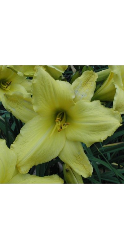 daylilies: LEMON LACE