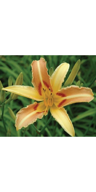 daylilies: LINDA