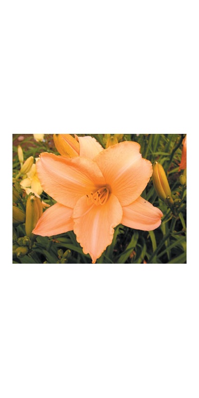 daylilies: LITTLE FLOCK