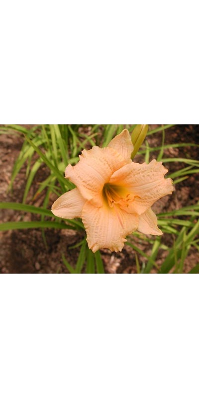 daylilies: LITTLE PIPE DREAM