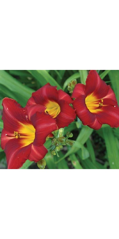 daylilies: LITTLE RED HEN