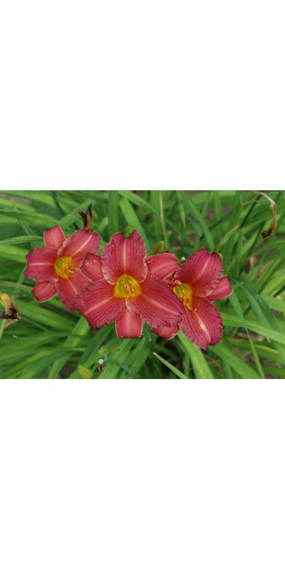daylilies: LITTLE WINE CUP