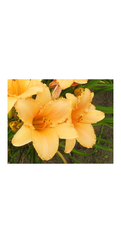 daylilies: LULU'S KNOBBY